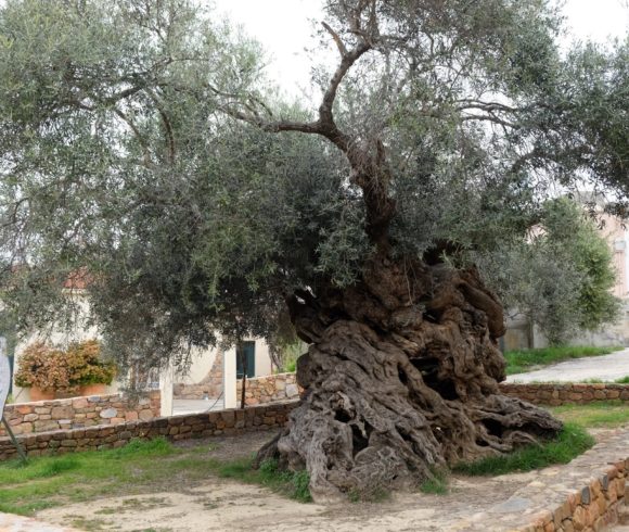Κινηματογράφηση Ιαπωνικού Τηλεοπτικού Σταθμού Στο Δήμο Πλατανιά Και Στην Μνημειακή Ελιά Των Βουβών
