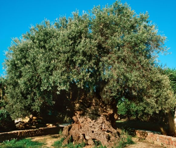 Πρόσκληση για την τελετή κοπής Κότινου από τη Μνημειακή Ελιά των Βουβών για τον Μαραθώνιο Κρήτης.