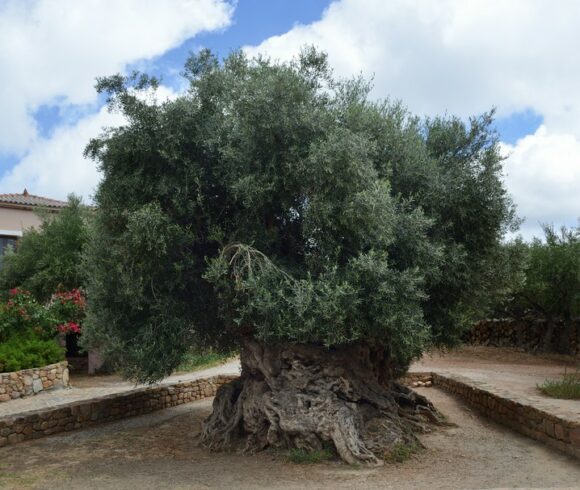 Αίτημα από τον Δήμαρχο Πλατανιά για παράδοση κότινου από την Αρχαία Ελιά των Βουβών του Δήμου Πλατανιά στην Ελληνική Ολυμπιακή Αποστολή, για τους Ολυμπιακούς Αγώνες 2024